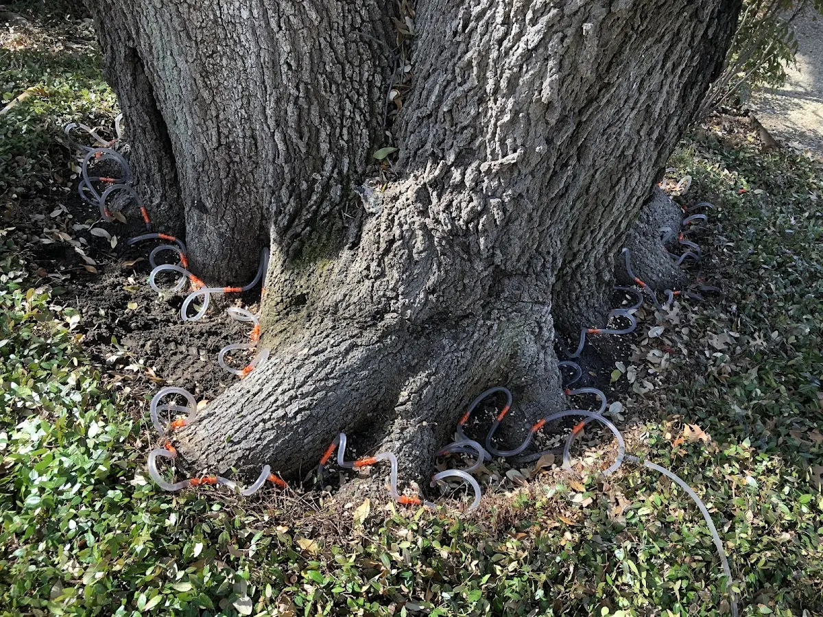 Detailed Tree Cabling and Bracing job site in Allentown