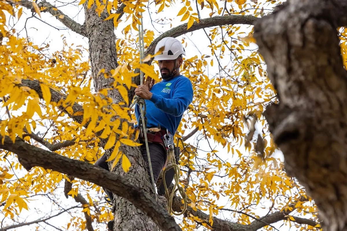 Skilled Tree Planing crew working in Allentown